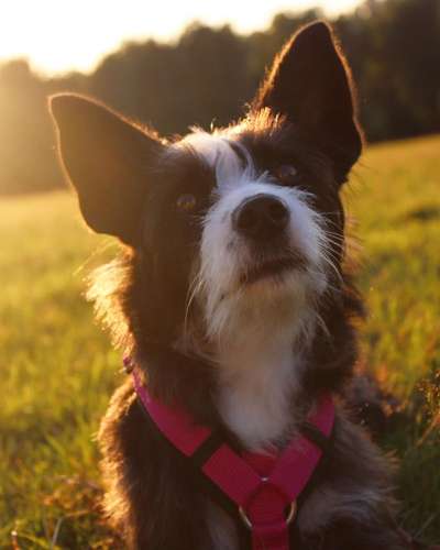 Hunde Porträt (Portrait) Galerie....-Beitrag-Bild