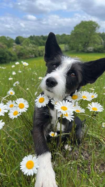 Hundetreffen-Begegnungstraining/Social Walk-Bild