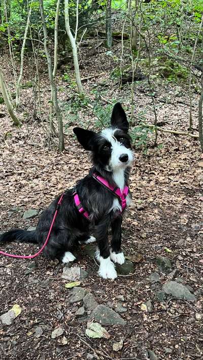 Wie sitzt mein Geschirr?-Beitrag-Bild