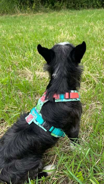 Geschirr nach Maß-Beitrag-Bild