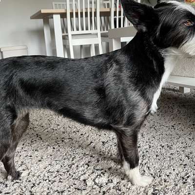 Wie optimal ist das Körpergewicht meines Hundes?-Beitrag-Bild