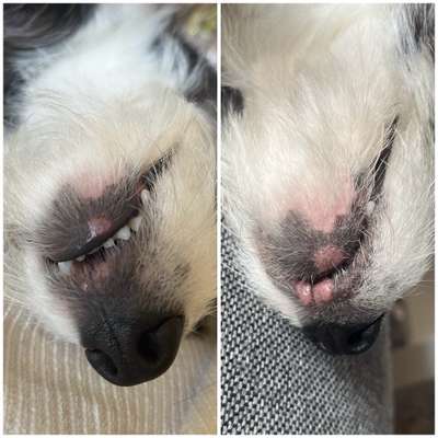 Pusteln-Beitrag-Bild