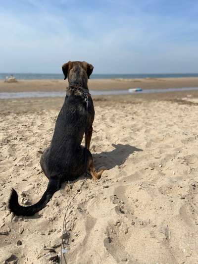 Dogorama-Monats-Challenge-Mai "Wasser"-Beitrag-Bild