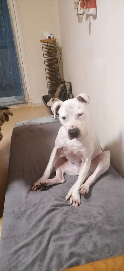 Dogo Argentino Freunde-Beitrag-Bild
