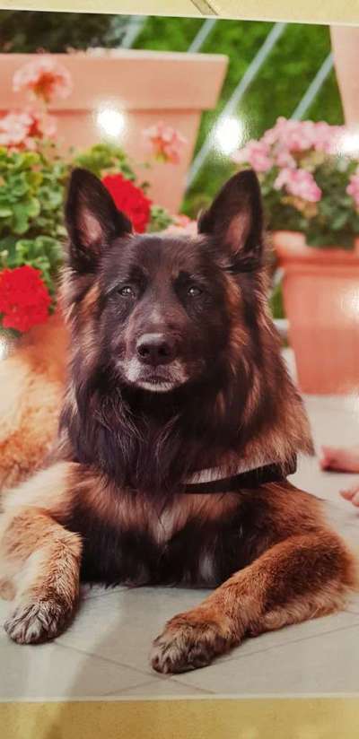 Alles rund um den Schäferhund, diskutieren erwünscht.-Beitrag-Bild