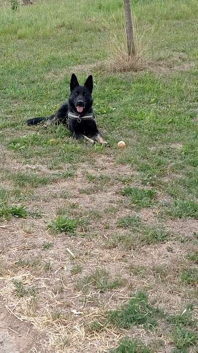 Alles rund um den Schäferhund, diskutieren erwünscht.-Beitrag-Bild
