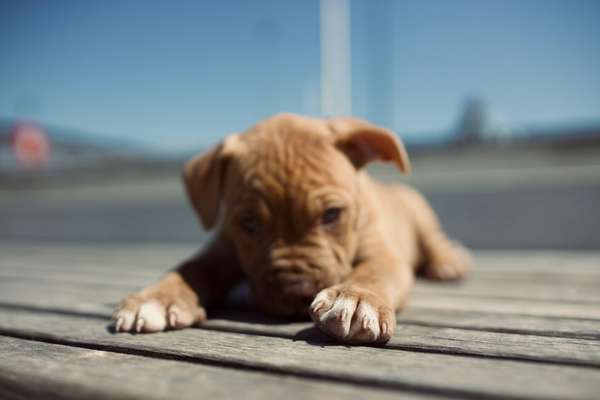 Die Dogorama Kalender Challenge Titelbild-Beitrag-Bild