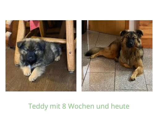 Vom Welpen zum Hund-Beitrag-Bild