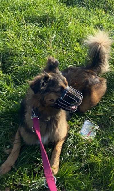 Maulkorb rauf - Vorurteile runter-Beitrag-Bild