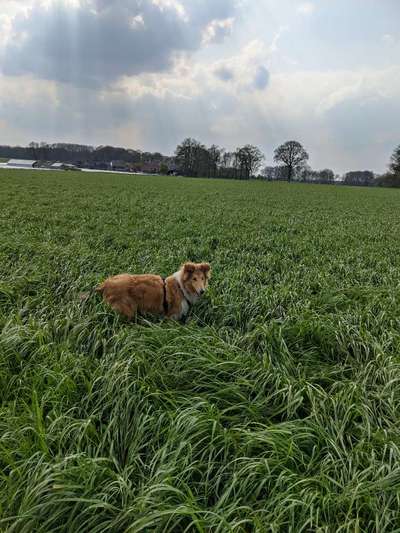 Fotochallenge No. 26                                     Wald und Wiese-Beitrag-Bild