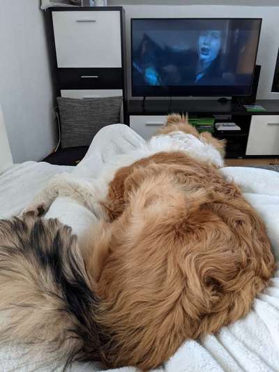 Fotochallenge 32 - Mein Schoßhündchen-Beitrag-Bild