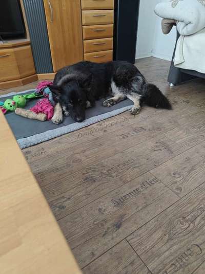 Dachgeschoss Wohnung bei der Hitze mit Hund!-Beitrag-Bild