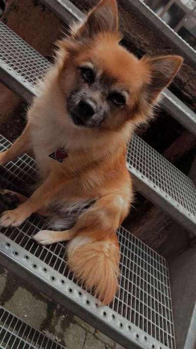 Wie "jung" haben sich eure Hunde gehalten ?-Beitrag-Bild