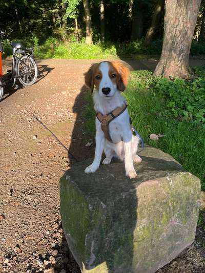 Hundetreffen-Junghunde gesucht-Bild