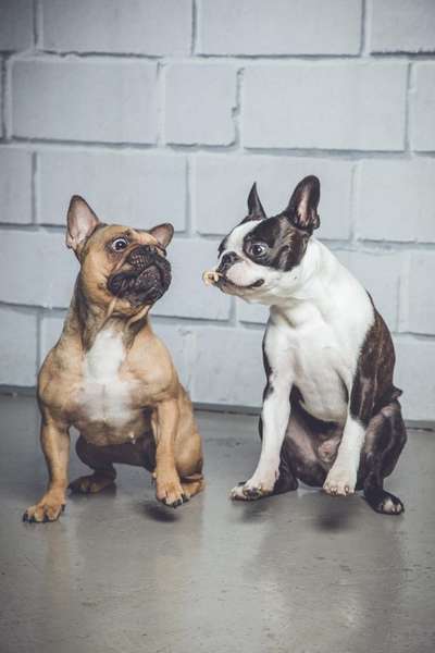 Französische Bulldoggen-Beitrag-Bild