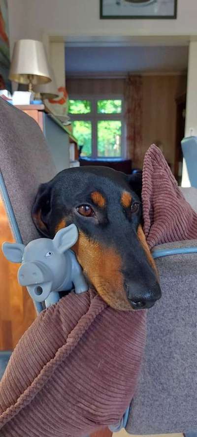 Fotosammlung: ,,Der natürliche Hund" Unbearbeitet, ungestellt und in Natura-Beitrag-Bild