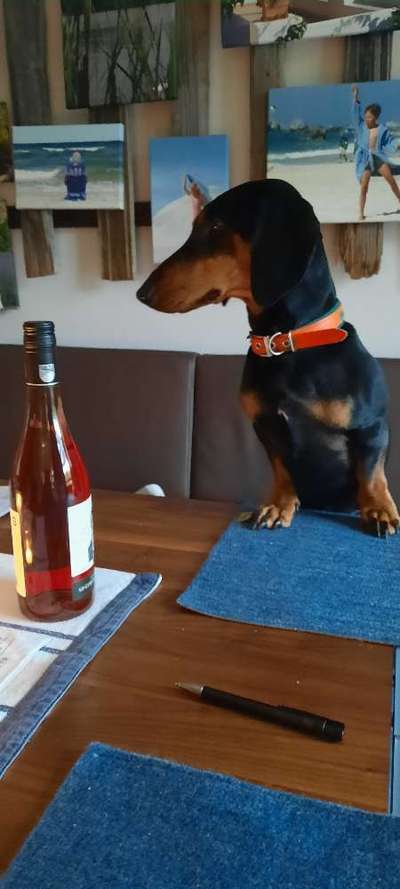 wo sind die Dackelfreunde-Beitrag-Bild