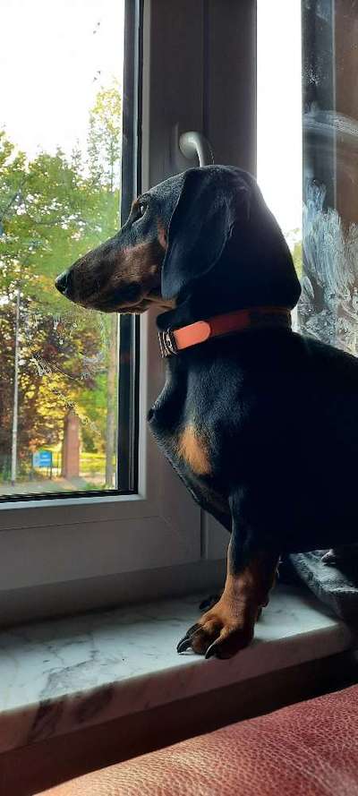 wo sind die Dackelfreunde-Beitrag-Bild