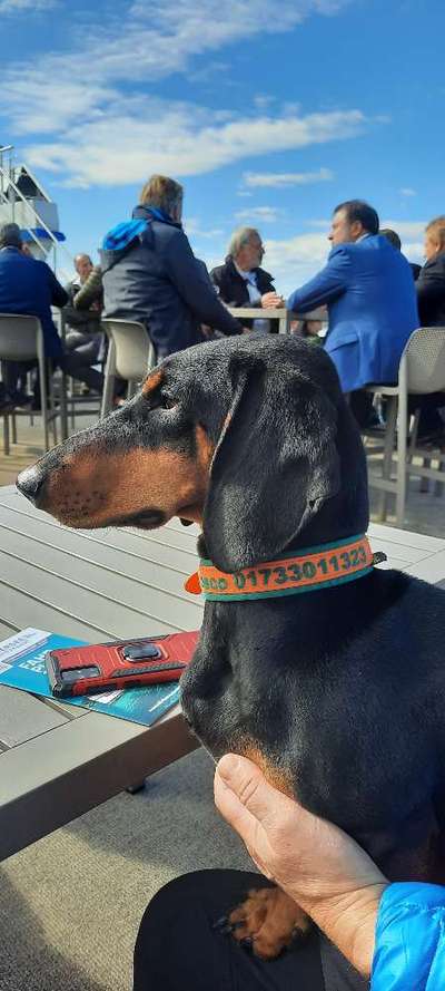 wo sind die Dackelfreunde-Beitrag-Bild