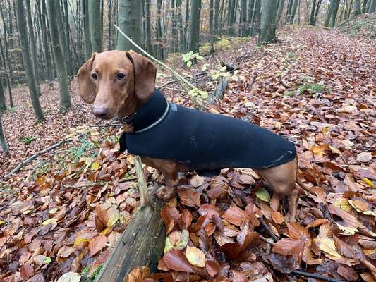 Hundetreffen-Suche Gassi- oder Spielkameraden-Bild