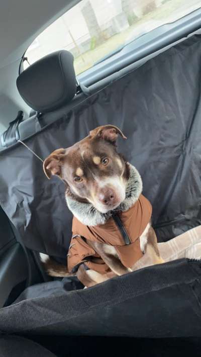 Welche Hunderasse-Beitrag-Bild