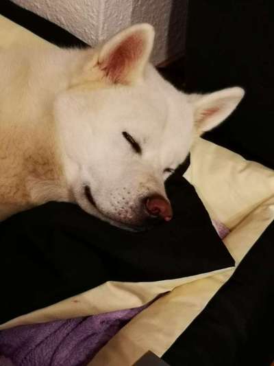 Challenge Nr 14
Eure Fellnasen auf ihrem Lieblingsplatz-Beitrag-Bild