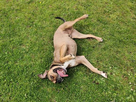 Die Dogorama-Wochen-Challenge "Die schönste Grimasse"-Beitrag-Bild