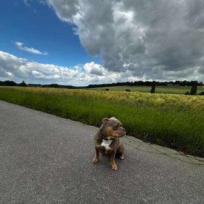 Hundetreffen-Spaziergang an der Leine-Bild