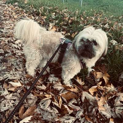 Hundetreffen-Gassi- und Spielrunde