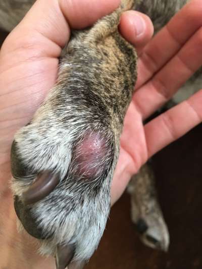 Entzündung/Abzess zwischen den Zehen-Beitrag-Bild