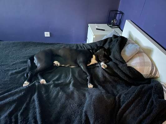 Darf der Hund bei Euch im Bett schlafen?-Beitrag-Bild