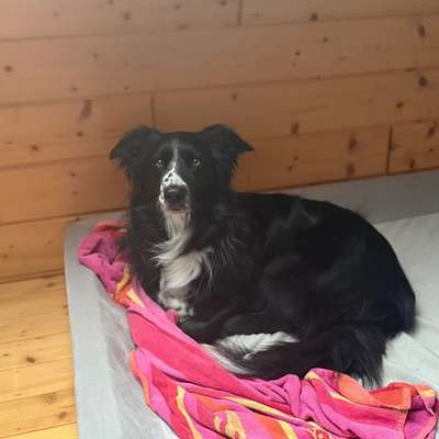 Hundetreffen-Social Walk-Bild