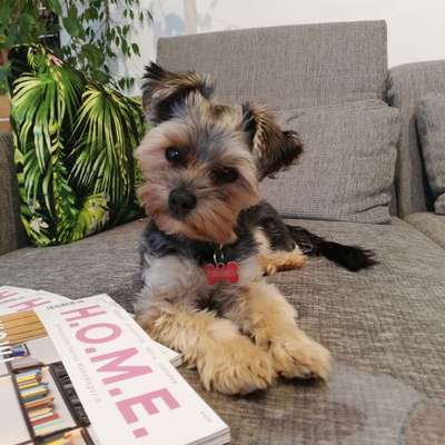 Hundetreffen-Zwutschkerl Treffen-Bild