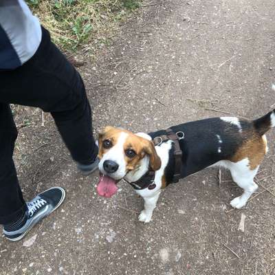 Hundetreffen-Gassirunde/ Spielkameraden-Bild