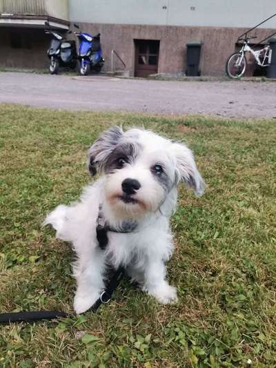 Hundetreffen-Kumpel gesucht-Bild