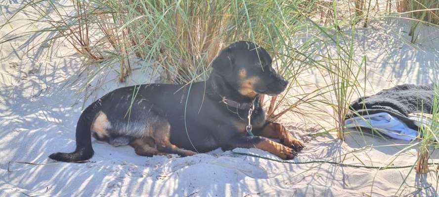 Mischlingshunde Foto Aufruf-Beitrag-Bild