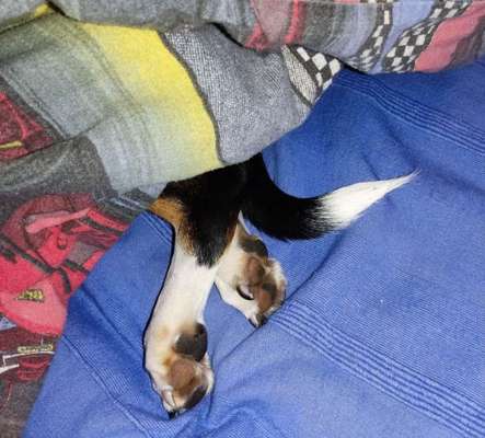 Dogorama Photo Challenge - Versteckspiel-Beitrag-Bild