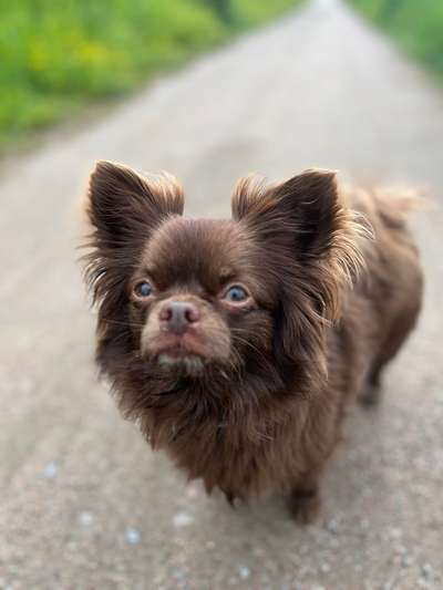 aktuelles Foto Gruppe Chihuahua Treffen Hamburg