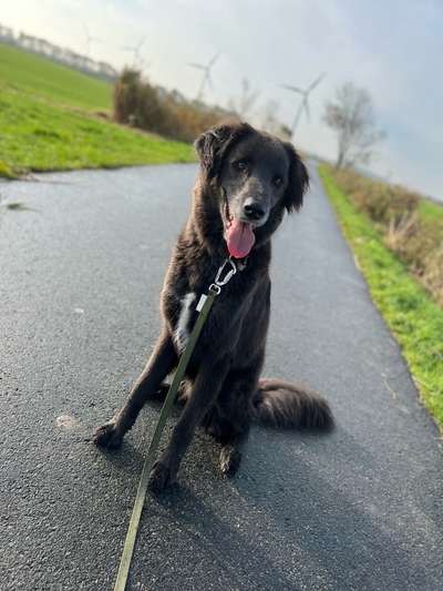 Hundetreffen-Spieltreff/ zusammen laufen mit Schleppleine-Bild