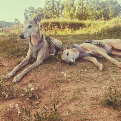 Hundetreffen-Gemeinsame Gassirunde Bamberg und Umgebung-Bild