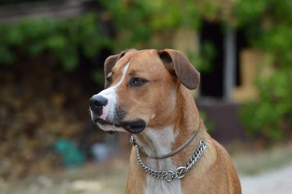 Appenzellerbesitzer gesucht!-Beitrag-Bild