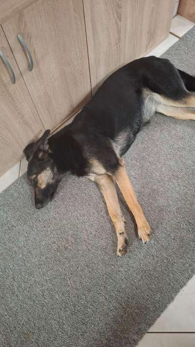 Hundetreffen-Treffen  Oelsnitz  Hundewiese-Bild