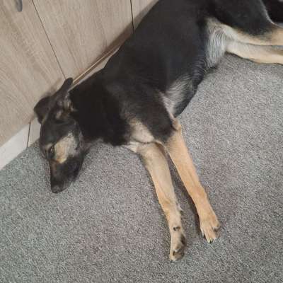 Hundetreffen-Treffen  Oelsnitz  Hundewiese