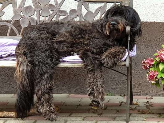 Bergamasker Hirtenhunde oder Bearded Collies hier?-Beitrag-Bild