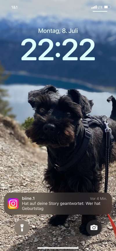 Hundetreffen-Gemeinsam Gassi gehen-Bild