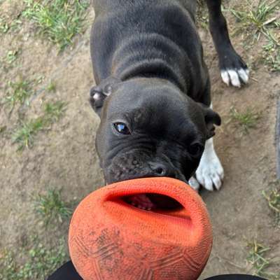 Hundetreffen-Spielkamerad gesucht-Bild