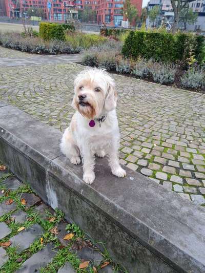 Mischlingshunde Foto Aufruf-Beitrag-Bild