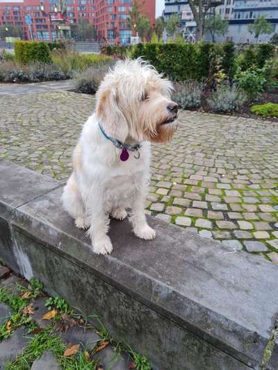 Beagle mischlinge!!-Beitrag-Bild