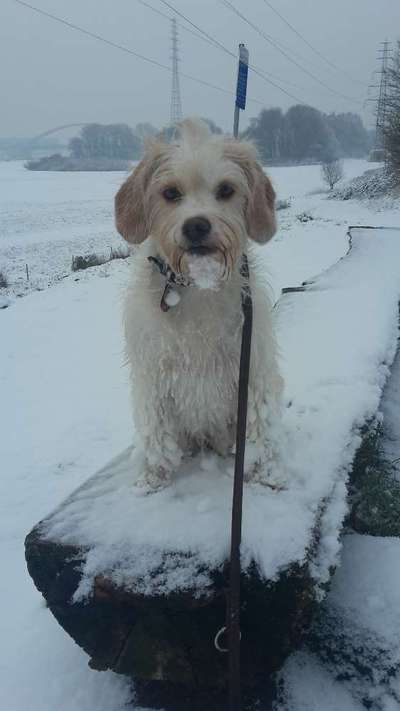 Dogorama Photo Challenge - Es wird nochmal kalt!-Beitrag-Bild