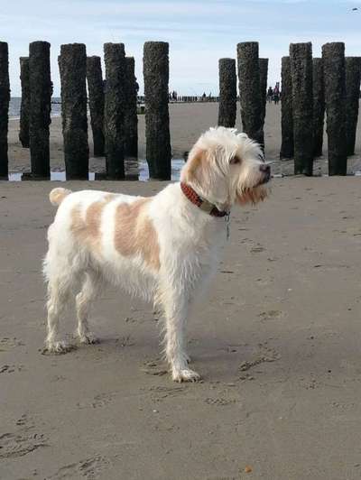 Unsere Fellnasen-Vielfalt im Überblick!-Beitrag-Bild